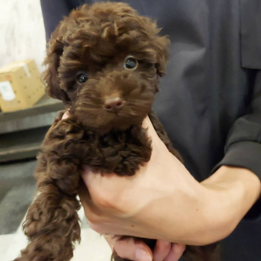 仔犬販売